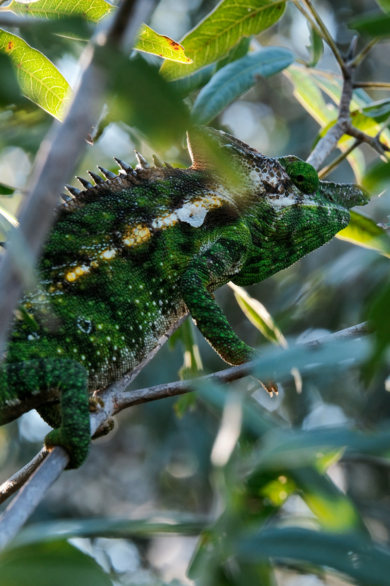 Jackson's Chameleon